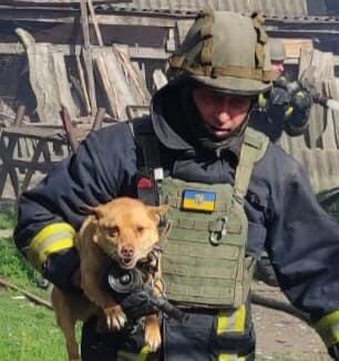 Врятований песик з села Петропавлівка