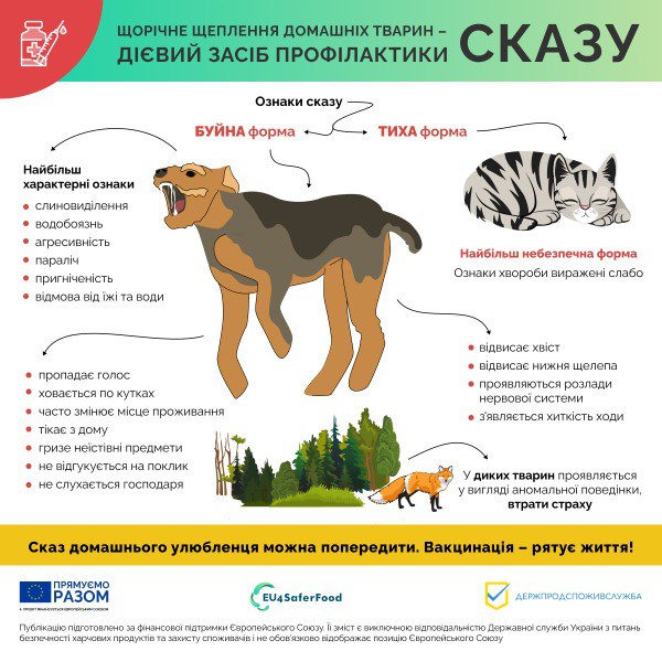 Сказ. Що треба знати про сказ. Інфографіка 