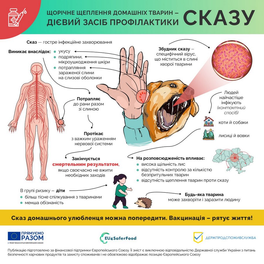 Щеплення котів та собак від сказу: для чого це потрібно 