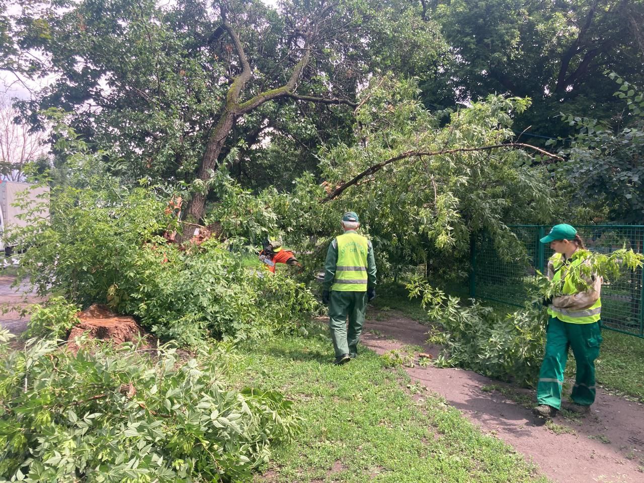 Харків, повалене дерево