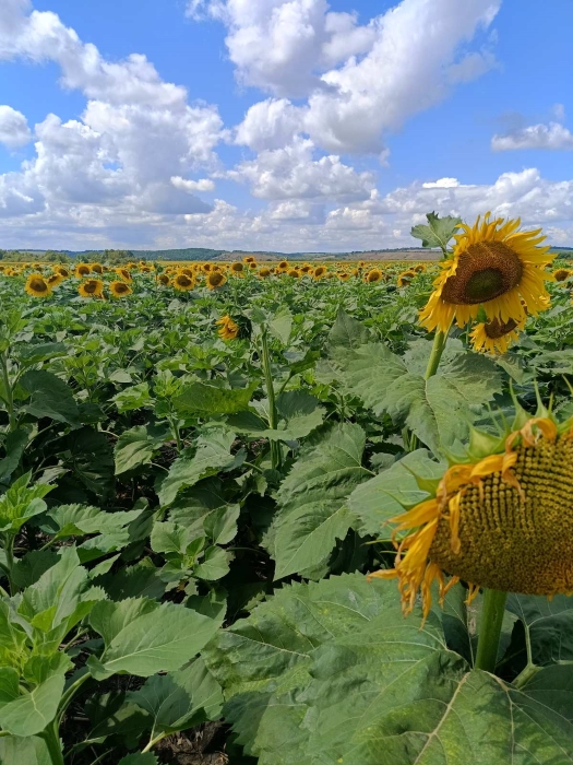 ФГ AURUM, Золочівська громада/Фото:Сергій Голобородько