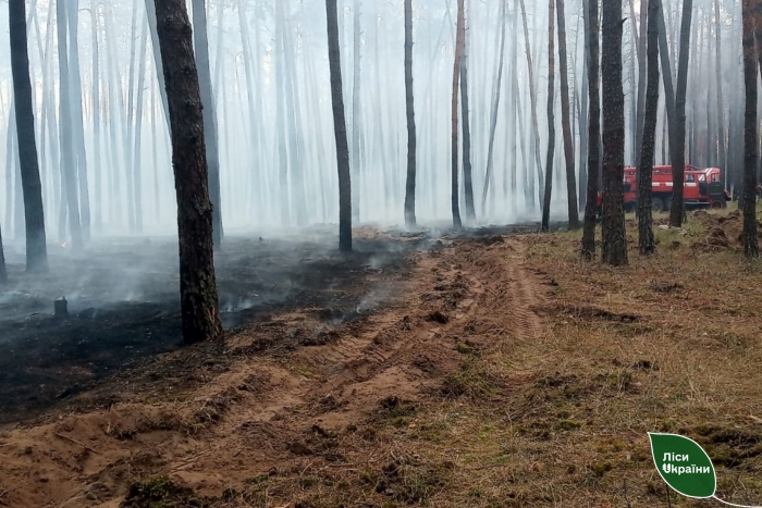 Лісові пожежі на Харківщині/фото: Слобожанський лісовий офіс