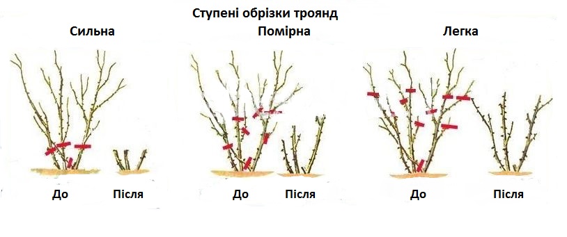 види обрізання роз