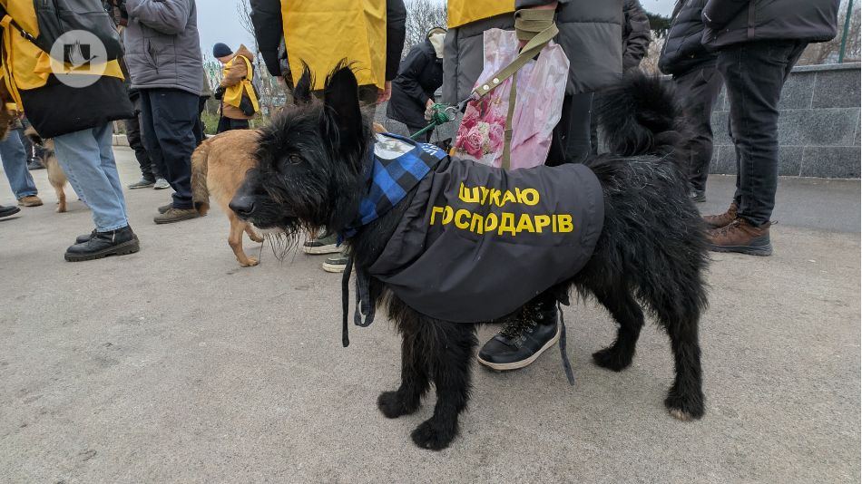 Собаки з притулку Харків